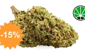 Bubblegum - fleur CBD JustBob avec code promo