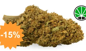 California Haze - fleur CBD JustBob avec code promo