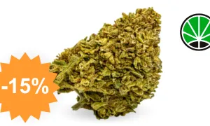 Gorilla Glue - fleur CBD JustBob avec code promo