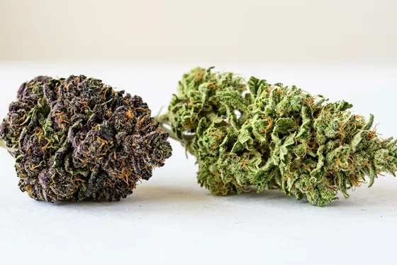 Fleurs CBD indica vs sativa : comparaison visuelle des deux variétés