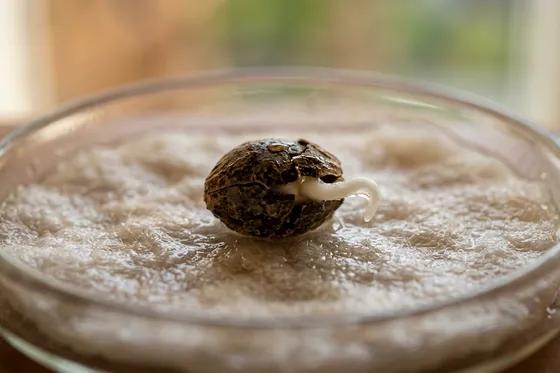 Germination de graine de cannabis : racine blanche émergeant sur coton humide